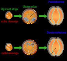 Deuterostome - Alchetron, The Free Social Encyclopedia