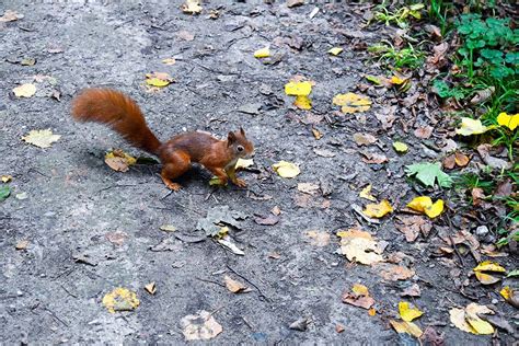 Mount Graham red squirrel decline due to Frye Fire | Sonoran News