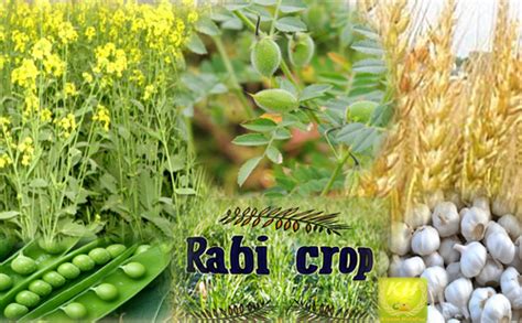 Decline in RABI CROP SOWING (2017-2018)