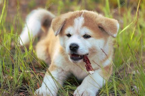 Japanese Akita Inu dog, puppy lays — Stock Photo © paanna #115881814