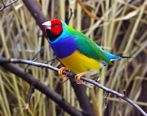 PAKISTAN POULTRY,LIVESTOCK AND CAGE BIRDS: Information About Colorful Couldians Finches For Pet ...