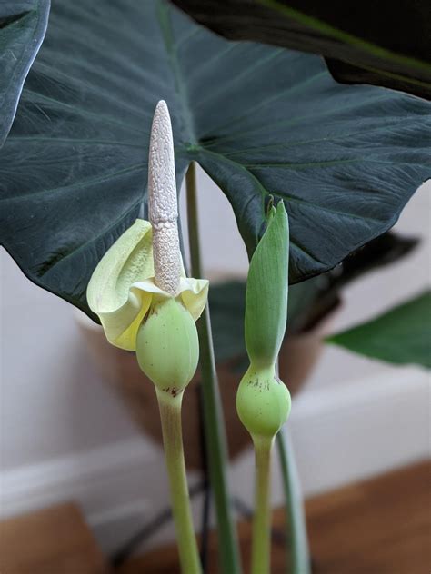 Elephant ear made two flowers 😳 : houseplants