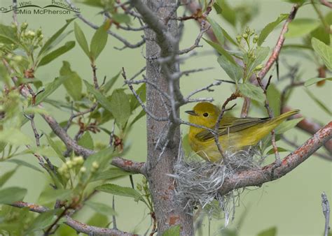 Female Yellow Warbler building her nest – On The Wing Photography