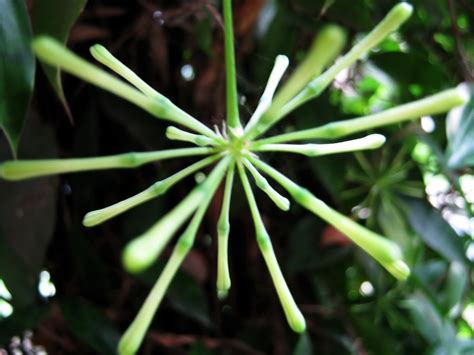 Japanese Bamboo Flowers