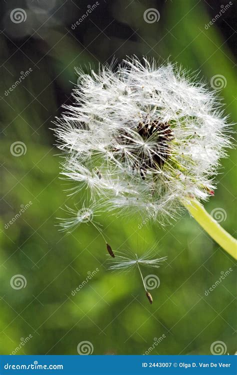 Seed Dispersal From Dandelion Stock Image - Image of seedhead ...