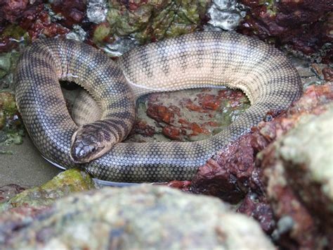 Hook Nosed sea snake (Enhydrina schistosa) פתן ים | This sna… | Flickr