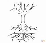 Simple Tree Roots Coloring Pages sketch template