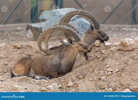 Two Male Nubian Ibexes at the Al Ain Zoo Relaxing in the Desert Sand with Impressive Horns Capra ...