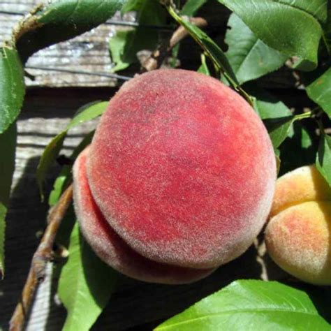 Red Haven Peach - Food Forest Nursery