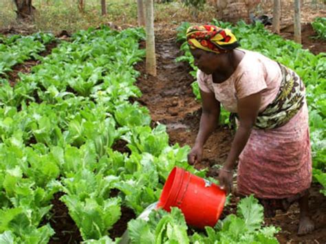 New Alliance trials new model for Tanzania’s farmland | Devex