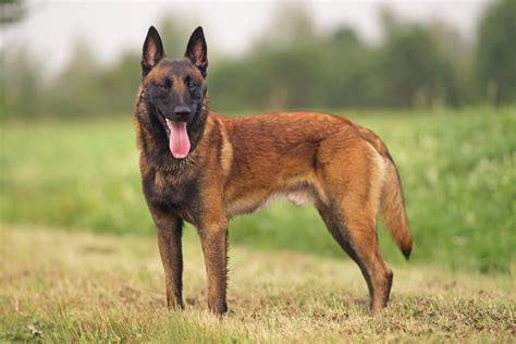 Belgischer Schäferhund (Canis lupus familiaris) - Hundemagazin.info