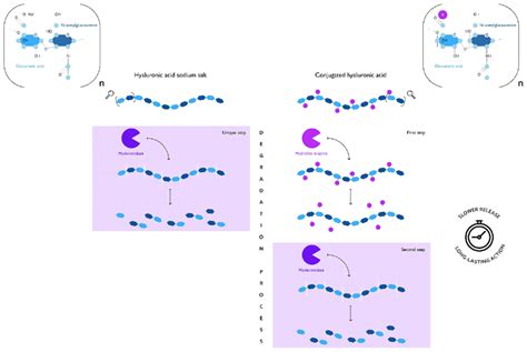 A comparison of the degradation process of hyaluronan and conjugated... | Download Scientific ...