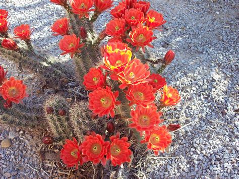 Images Gratuites : cactus, désert, fleur, pétale, Floraison, rouge ...