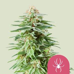 White Widow Cannabis Seeds - Royal Queen Seeds