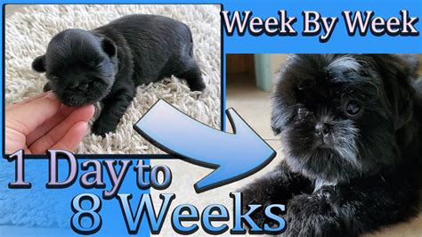 Shih Tzu Puppy Development | week by week | Day 1 to Week 8 | Puppy Transformation - YouTube