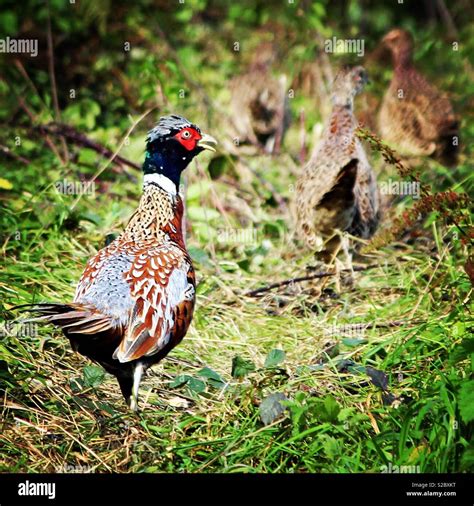 Pheasant family stroll Stock Photo - Alamy