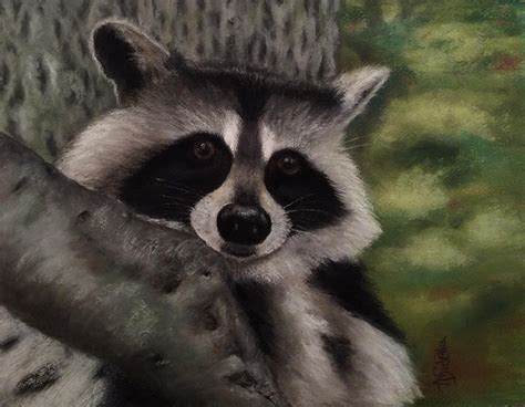 Tennessee Wildlife - Raccoon Painting by Annamarie Sidella-Felts - Fine Art America