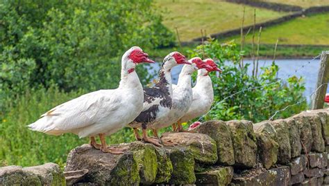 Muscovy Duck: Eggs, Facts, Care Guide and More...