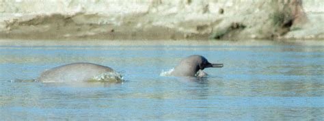 Indus River Dolphin | Species | WWF