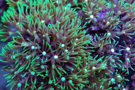 Green Star Polyps | Animal World