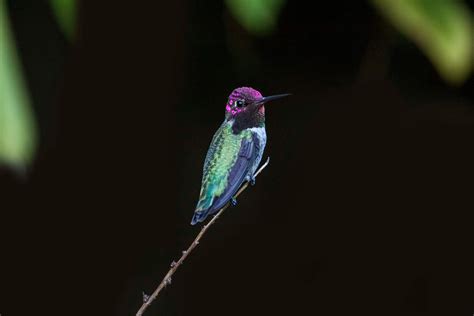 Hummingbird Close Up 4k, HD Birds, 4k Wallpapers, Images, Backgrounds ...