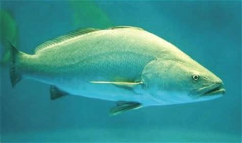 World Aquaculture Society | Totoaba Aquaculture and Conservation: Hope for an Endangered Fish ...