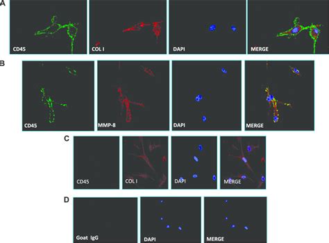 (A, B) Fibrocytes coexpressed the common leukocyte marker CD45 with ...