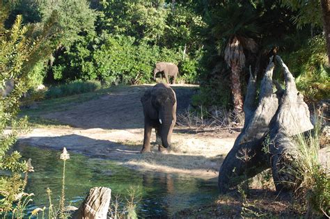 The Best Time to Ride Kilimanjaro Safaris - Tips from the Disney Divas ...