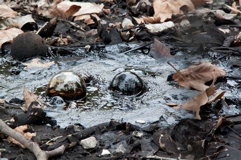 Asphalt Lakes And The Secrets in Their Depths | Amusing Planet