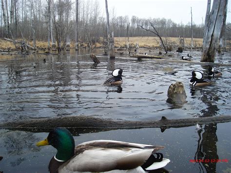 ducks on the pond Ducks, Pond, Cam, Trail, Animals, Water Pond, Animales, Animaux, Animal