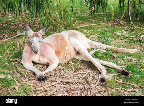 Australian kangaroo sleeping on the grass under eucalyptus tree on a day Stock Photo - Alamy