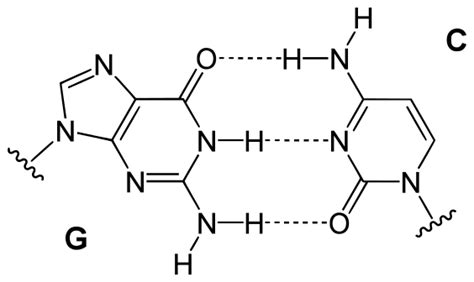 Base pair - Wikipedia