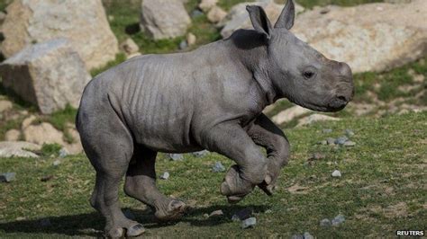 Rare baby rhino makes debuts at US safari park - BBC News