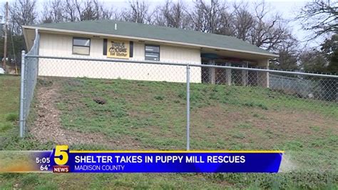 Huntsville Shelter Takes In Puppy Mill Rescues | 5newsonline.com