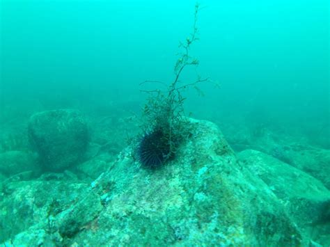 Urchin Barrens | MARINE LIFE NETWORK