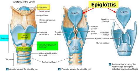 Epiglottis anatomy, location, function and epiglottis infection