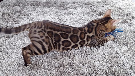 Brown & Orange Bengal Cats for Sale | Wild & Sweet Bengals