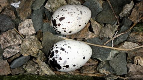 A Quick Guide to Guillemot Eggs | Explore