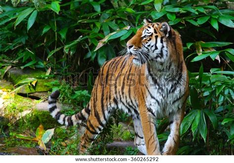 Tiger Jungle Stock Photo (Edit Now) 360265292