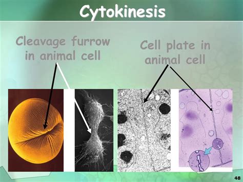 Cellular Division. - ppt download