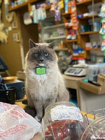 Talkeetna, AK - Cat Mayor