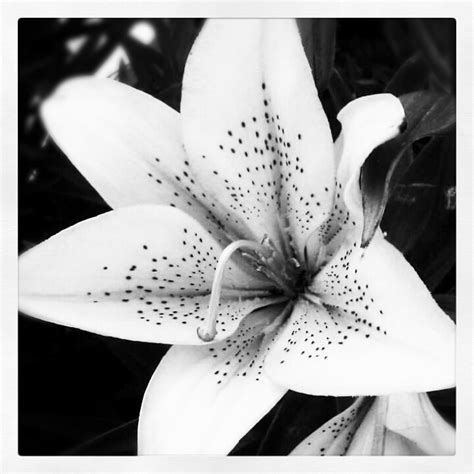 Black and White Lily by MeekoWeekoOfDOOM on DeviantArt