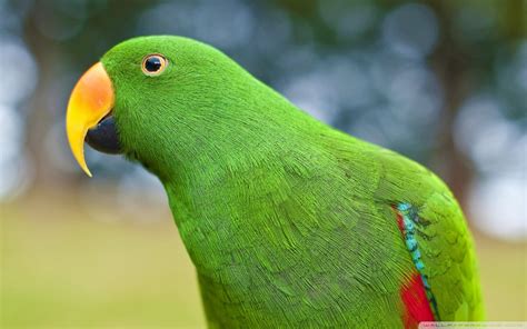 Eclectus Parrot HD Desktop Wallpaper: Widescreen: alta definición ...