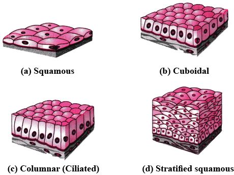 Describe the structure and function of different types of epithelial tissues. Draw diagram of ...