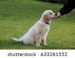 Golden Retriever Dog Free Stock Photo - Public Domain Pictures