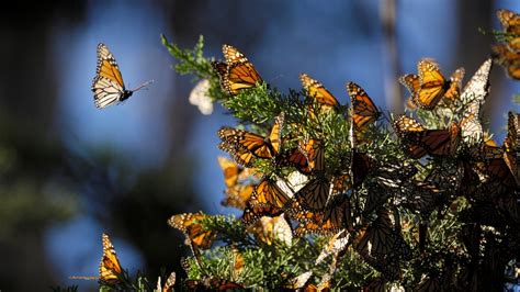 Butterfly Pavilion to Open at the Natural History Museum – NBC Los Angeles