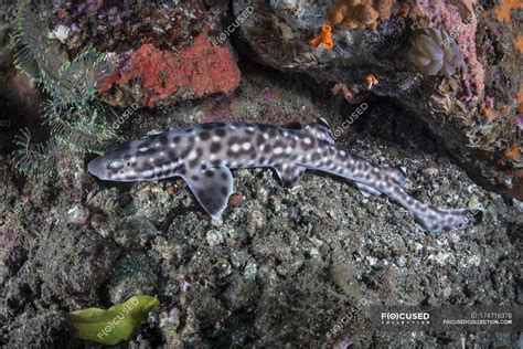 Catshark - Stock Photos, Royalty Free Images | Focused