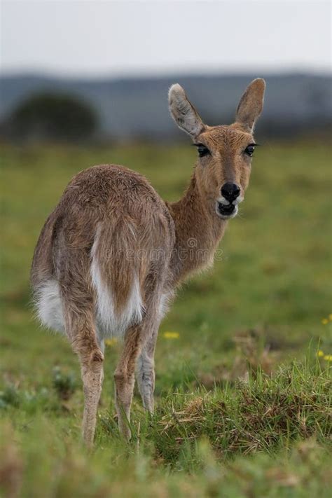 Mountain Reedbuck Antelope stock image. Image of buck - 35846685