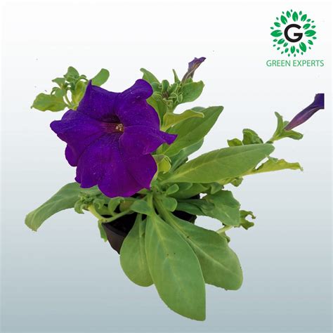 Petunia Mix Color Flowers Flowers - Green Experts Landscape