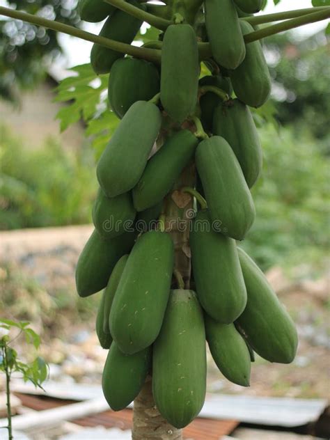 This is a Hawaiian Papaya Tree that Grows in Indonesia Stock Photo - Image of indonesia, grows ...